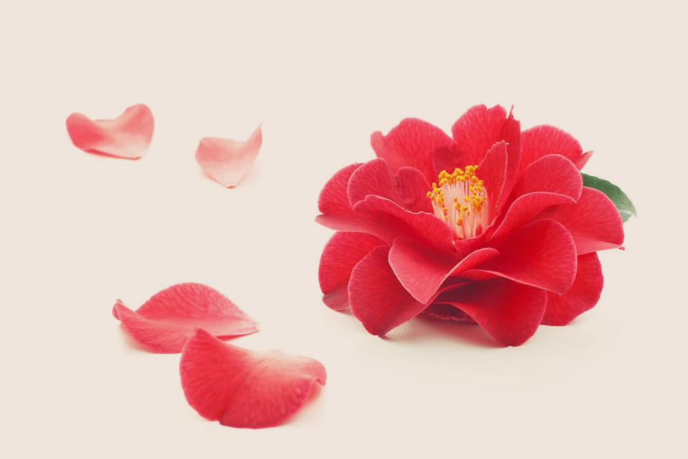 Certamen de la Camelia en Soutomaior