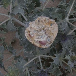 Exposición «Eu-mar», de Xan Vieito, en Pontevedra