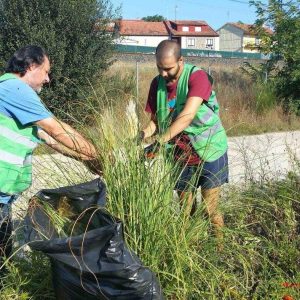 Jornada de control y erradicación de la hierba de la Pampa en Pontevedra