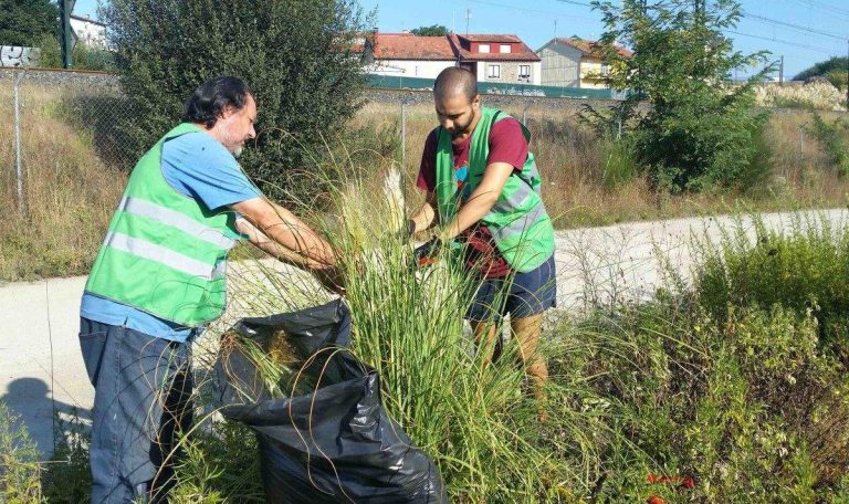 Jornada de control y erradicación de la hierba de la Pampa en Pontevedra